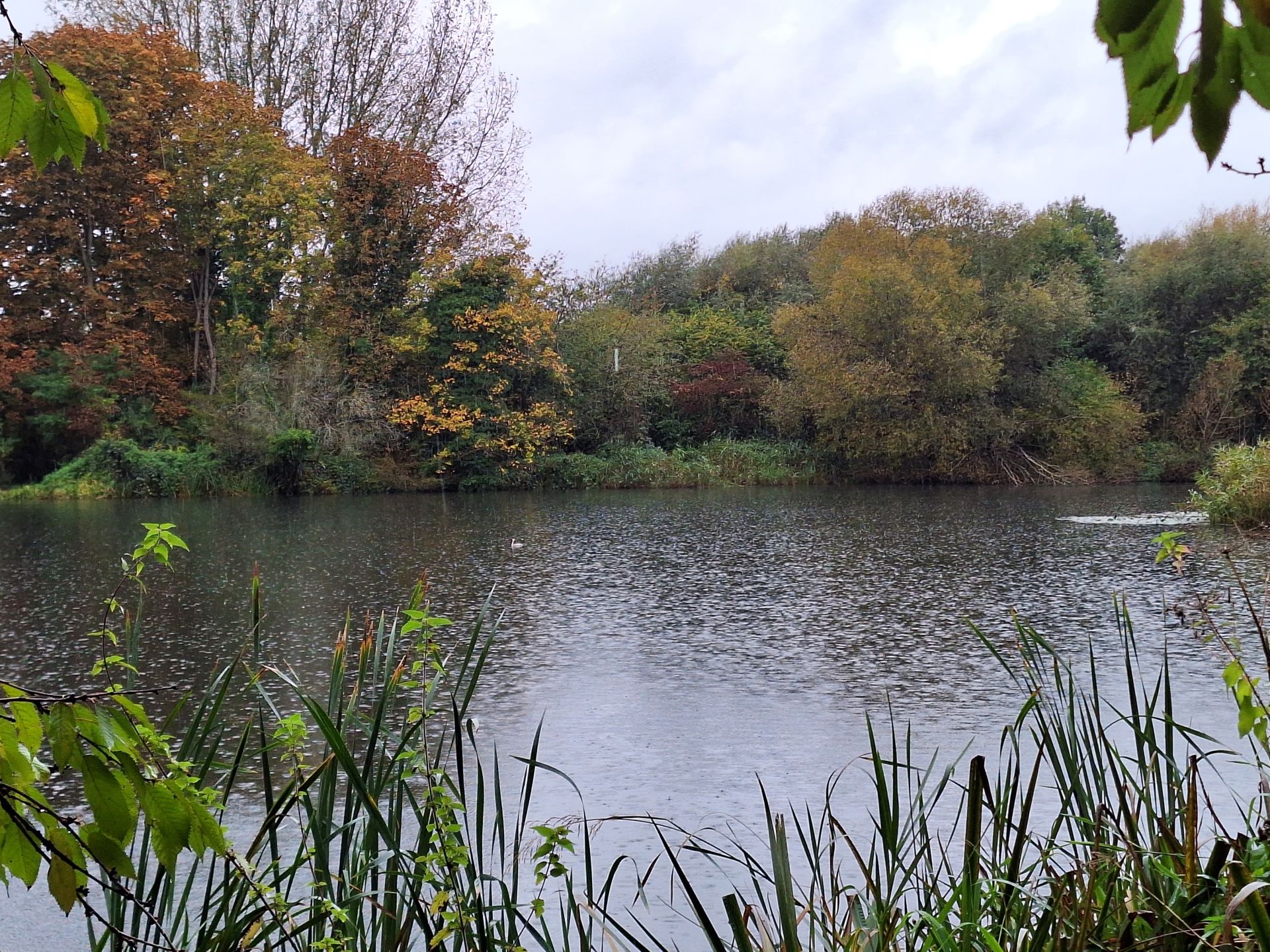 Lake in Autumn (2)